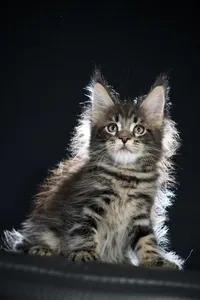 Maine Coon kitten