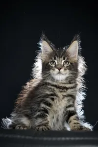 Maine Coon kitten