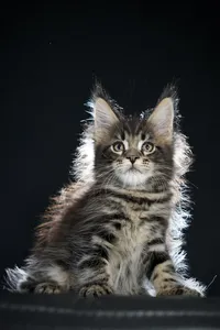 Maine Coon kitten