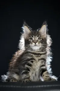 Maine Coon kitten