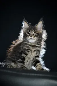Maine Coon kitten