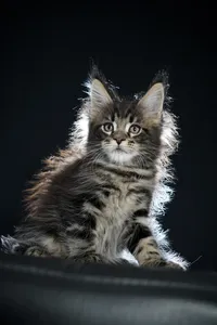Maine Coon kitten