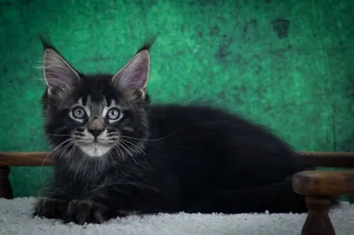 Maine Coon kitten