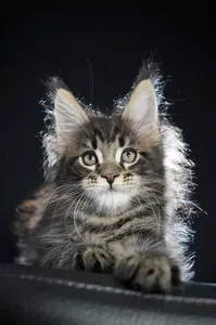 Maine Coon kitten