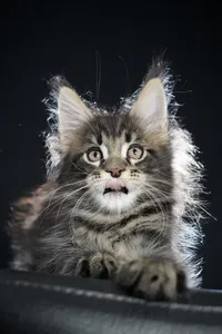 Maine Coon kitten