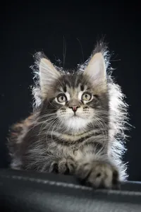 Maine Coon kitten