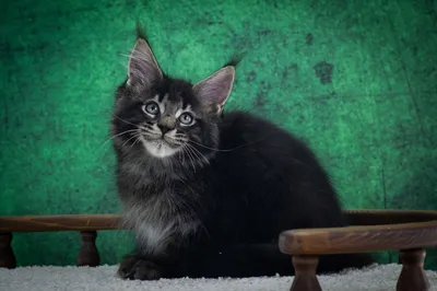 Maine Coon kitten