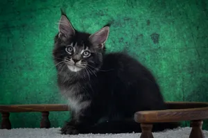 Котенок мейн-кун