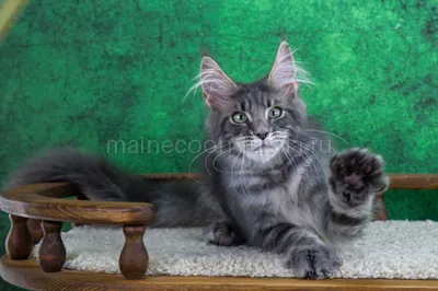 Maine Coon kitten