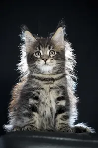 Maine Coon kitten