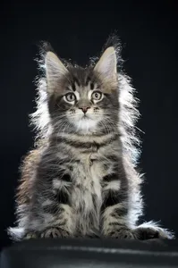 Maine Coon kitten