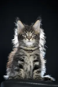 Maine Coon kitten