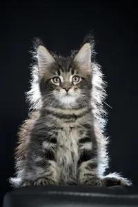 Maine Coon kitten