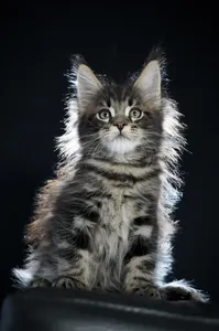 Maine Coon kitten