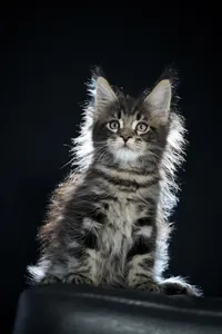 Maine Coon kitten