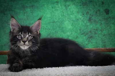 Maine Coon kitten