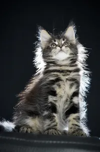 Maine Coon kitten