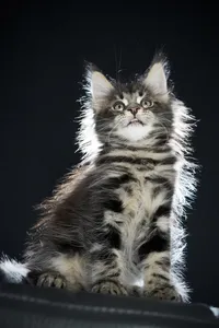 Maine Coon kitten