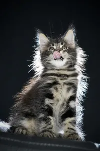 Maine Coon kitten