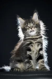 Maine Coon kitten