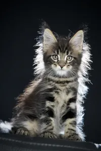 Maine Coon kitten