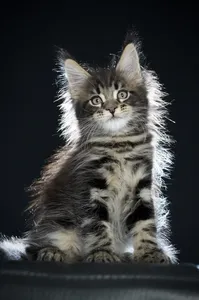 Maine Coon kitten