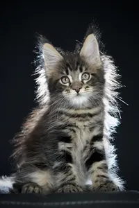 Maine Coon kitten
