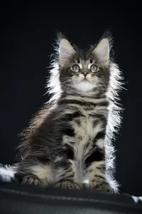Maine Coon kitten
