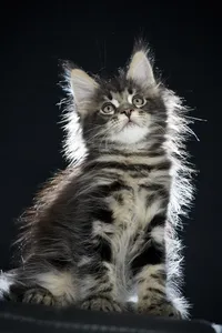 Maine Coon kitten