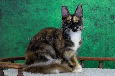 Котенок мейн-кун