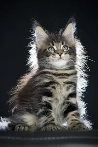 Maine Coon kitten
