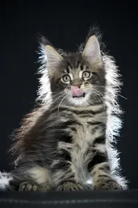 Maine Coon kitten