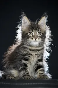 Maine Coon kitten