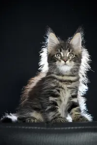 Maine Coon kitten
