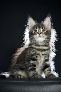 Maine Coon kitten