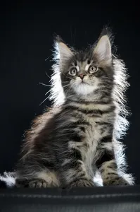 Maine Coon kitten