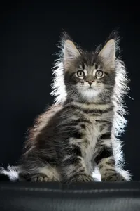 Maine Coon kitten