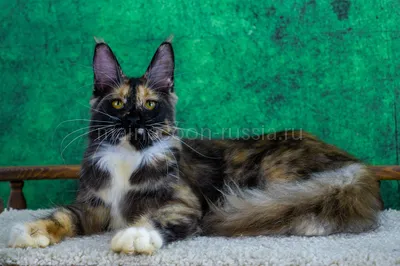 Котенок мейн-кун