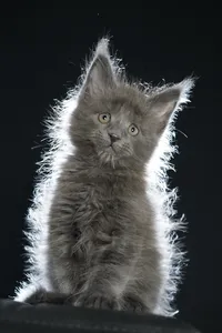 Maine Coon kitten
