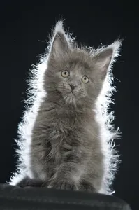 Maine Coon kitten