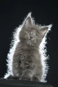 Maine Coon kitten