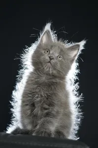 Maine Coon kitten