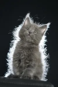 Maine Coon kitten