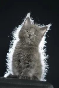 Maine Coon kitten