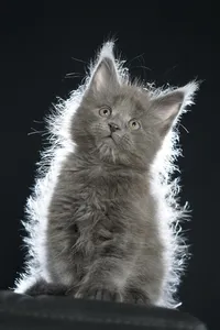 Maine Coon kitten