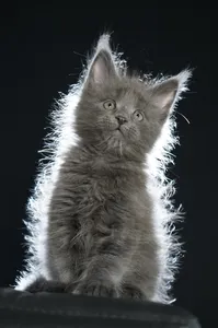 Maine Coon kitten