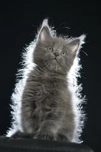 Maine Coon kitten