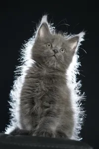 Maine Coon kitten