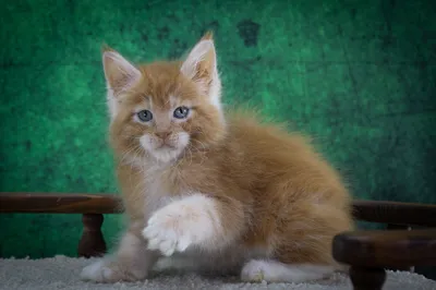 Maine Coon kitten