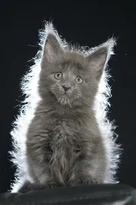 Maine Coon kitten